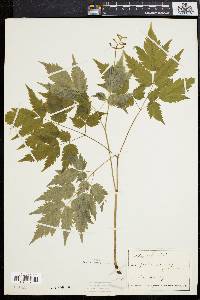 Actaea alba image