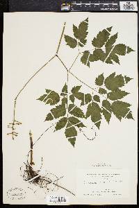 Actaea alba image