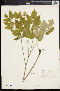 Actaea alba image