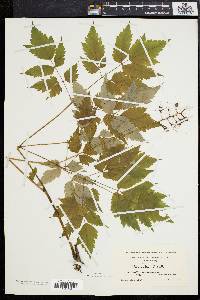 Actaea alba image