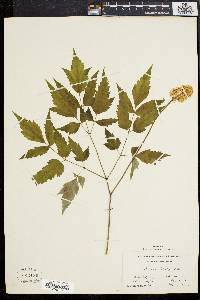 Actaea alba image