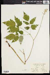 Actaea alba image