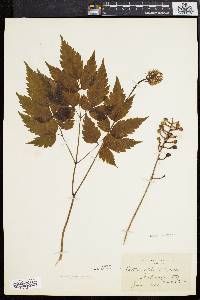 Actaea alba image