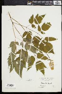 Actaea alba image