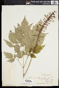 Actaea alba image