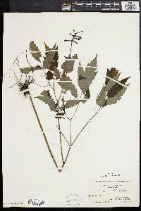 Actaea alba image