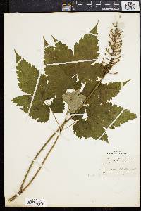 Actaea alba image