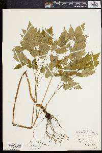 Actaea alba image