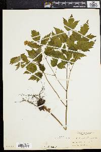 Actaea alba image