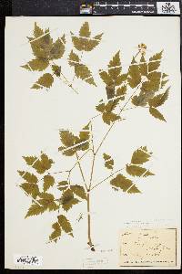 Actaea alba image