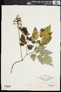 Actaea alba image