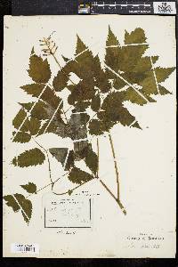 Actaea alba image