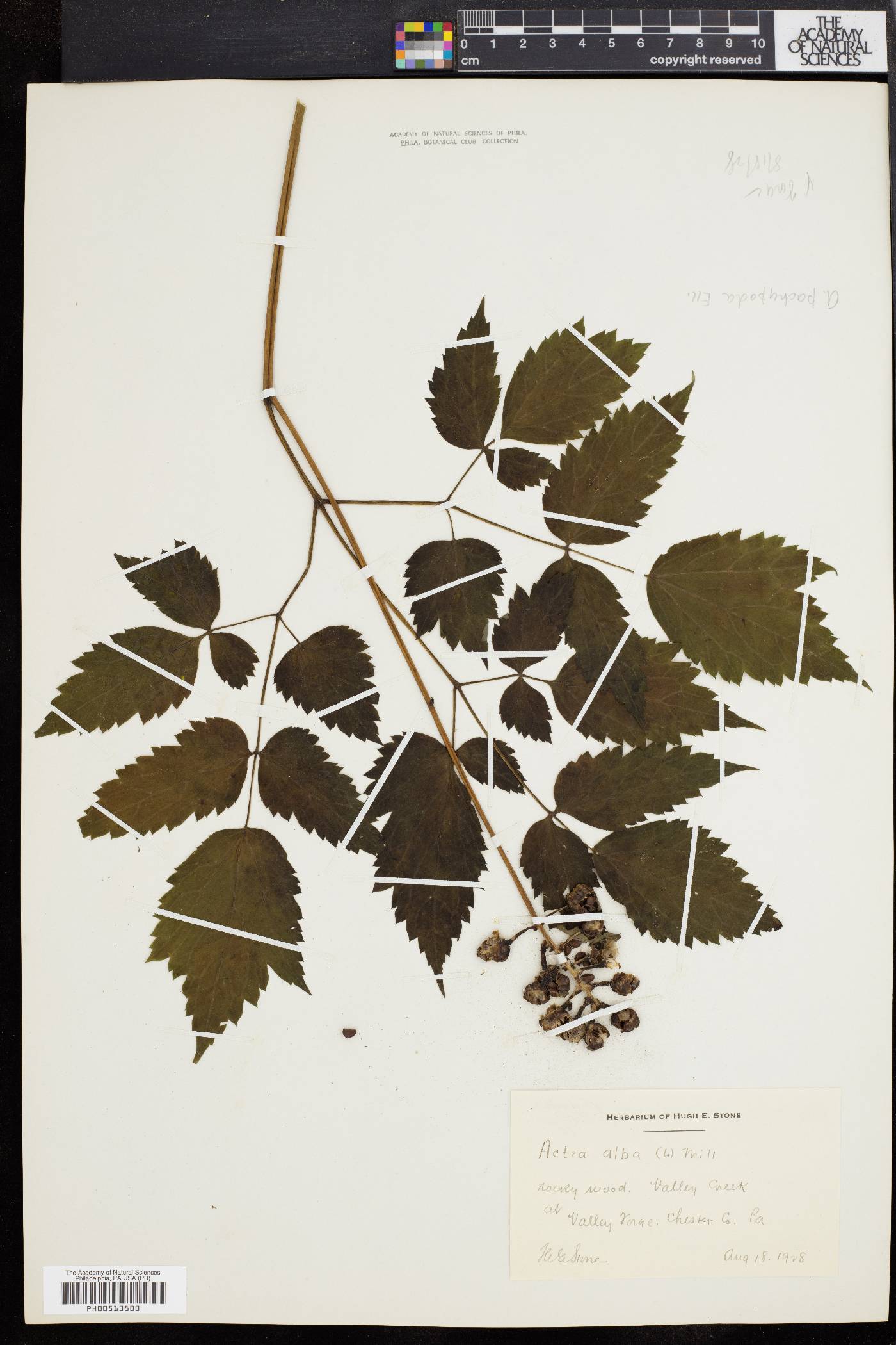 Actaea alba image
