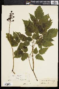 Actaea alba image