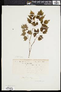 Actaea alba image