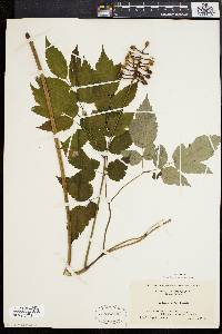 Actaea alba image