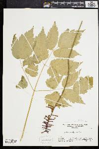 Actaea alba image