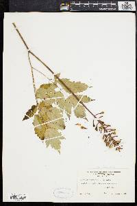 Actaea alba image