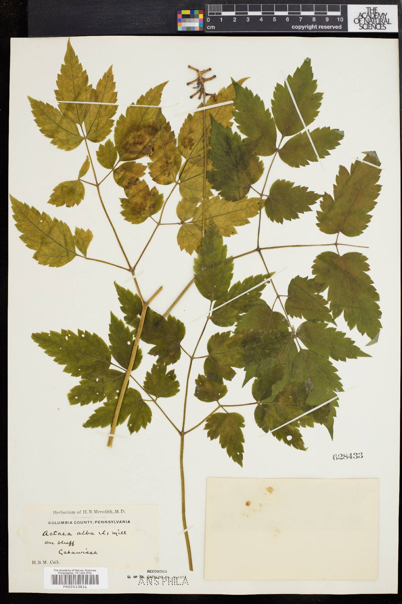 Actaea alba image