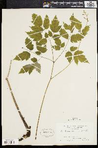 Actaea alba image