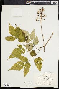 Actaea alba image