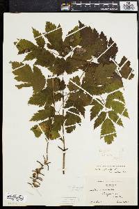 Actaea alba image