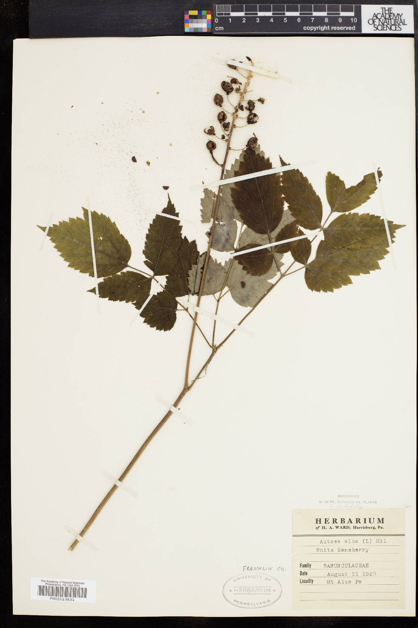 Actaea alba image