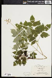 Actaea alba image