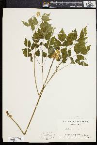 Actaea alba image