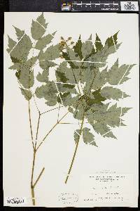 Actaea alba image