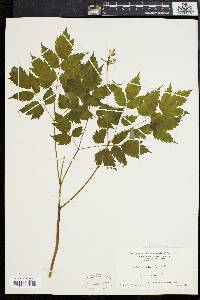 Actaea alba image