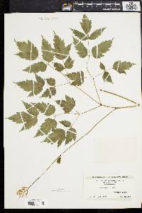 Actaea alba image