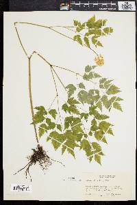 Actaea alba image