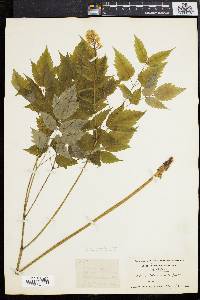 Actaea alba image