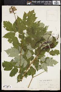 Actaea alba image