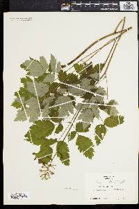 Actaea alba image