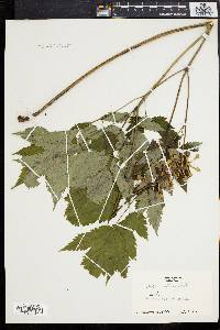 Actaea alba image