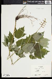 Actaea alba image