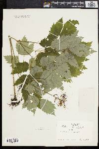 Actaea alba image