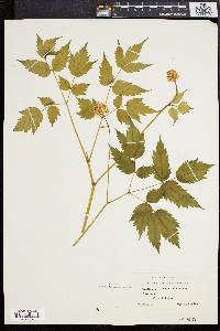 Actaea alba image