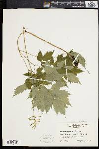 Actaea alba image