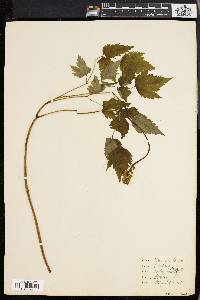 Actaea alba image