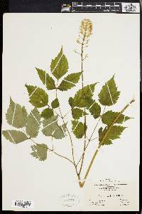 Actaea alba image