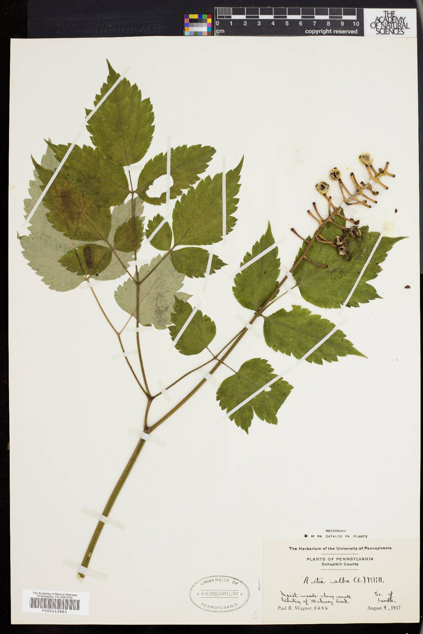 Actaea alba image