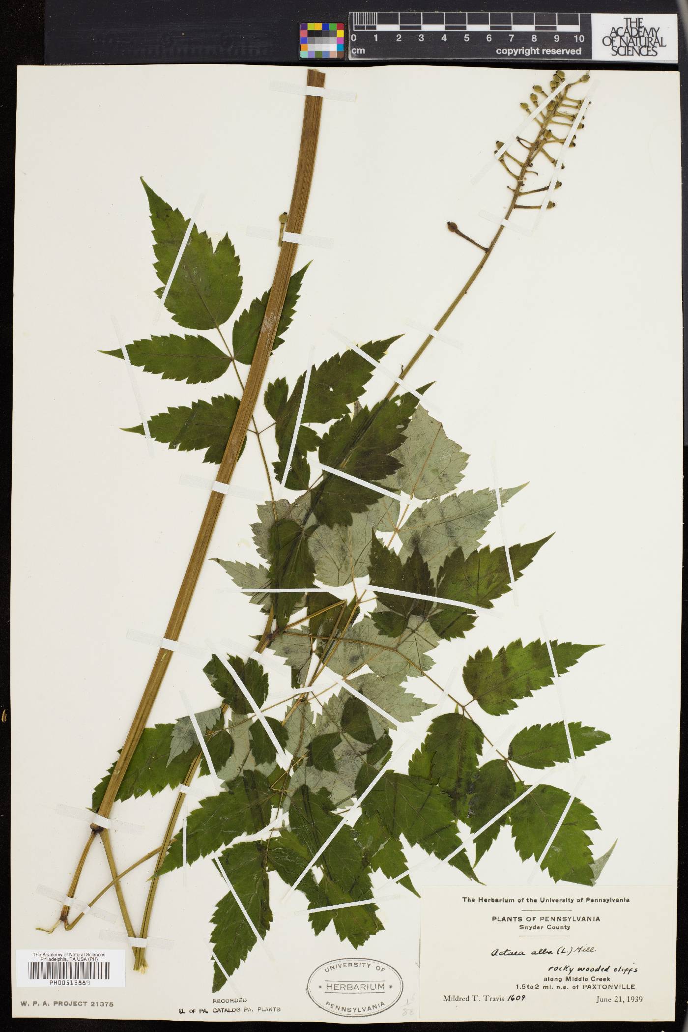 Actaea alba image