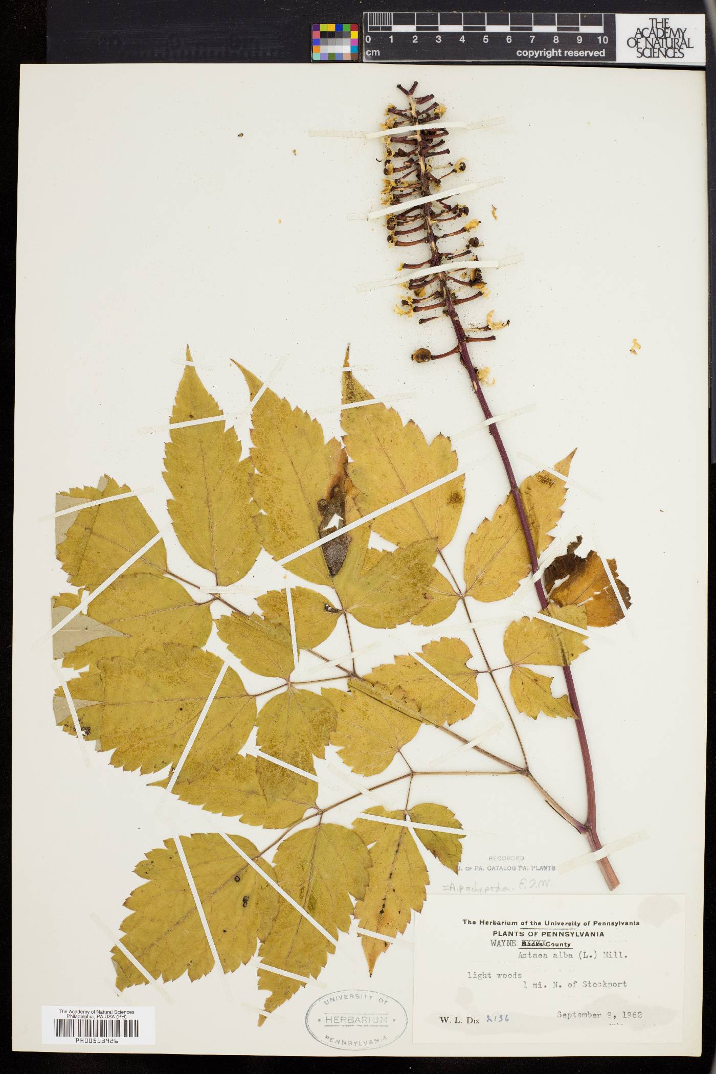 Actaea alba image