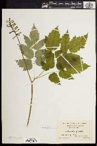 Actaea alba image