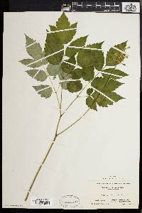 Actaea alba image