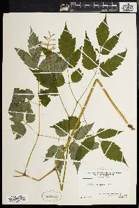 Actaea alba image