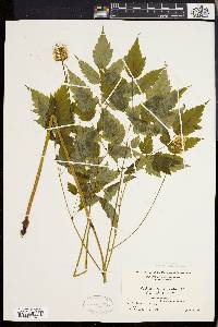 Actaea alba image